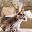 Massage chevaux, chiens et chats